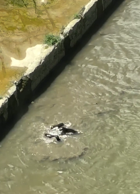 'Glad to see them back again!' – Otters spotted in Sungai Klang near Mid Valley, delights Malaysians