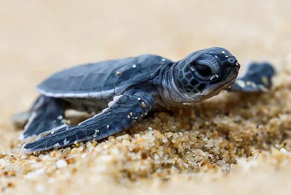 500 green sea turtle hatchlings released in Kertih