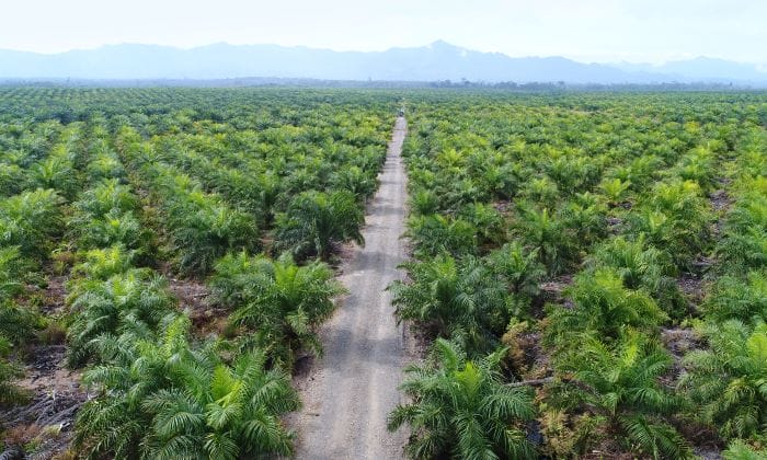Attractive Undervalued Gems Among Plantation Sector