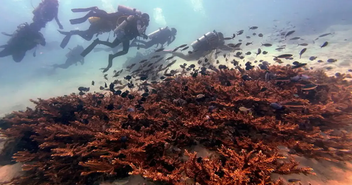 レダン島サンゴ64%にマイクロプラスチック