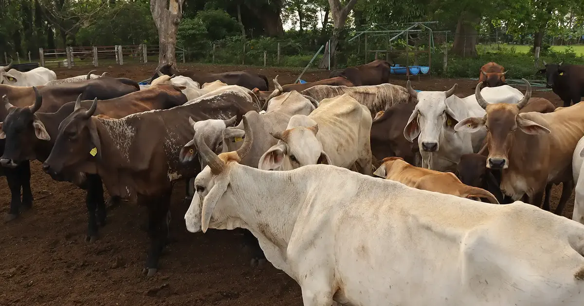 US to resume Mexican cattle imports after yearlong halt