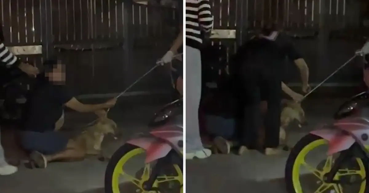 Klang council says woman turned aggressive during dog operation