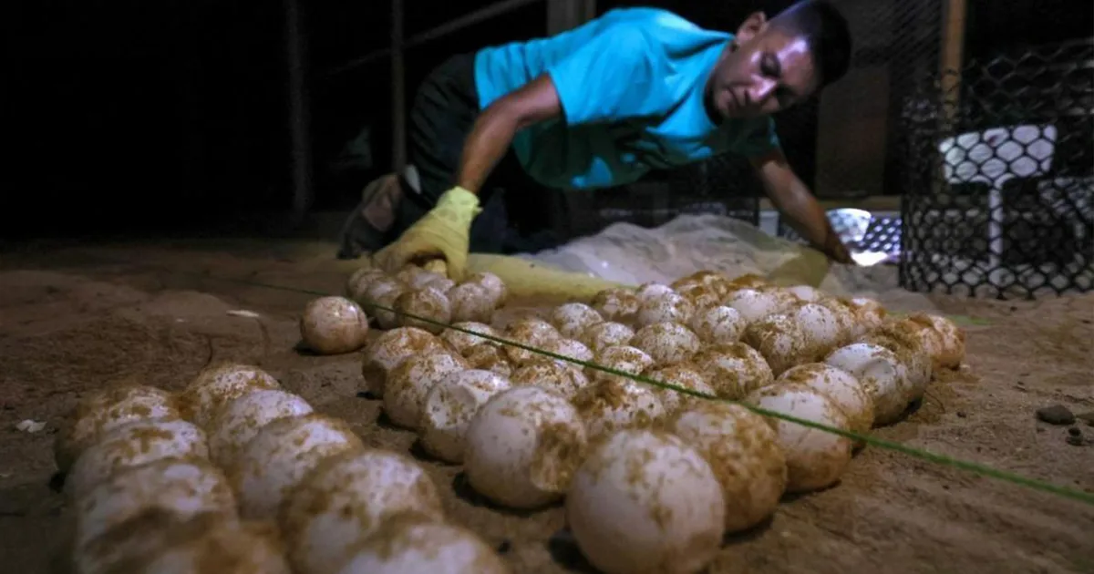 Leatherback turtle returns, lays 81 eggs at Rantau Abang beach