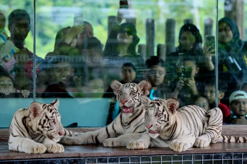 ケママン動物園にホワイトベンガルトラ3頭がデビュー