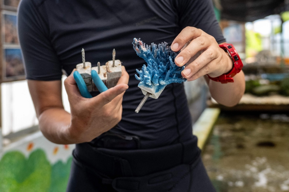 How scientists are toughening up Okinawa’s corals for a warming world