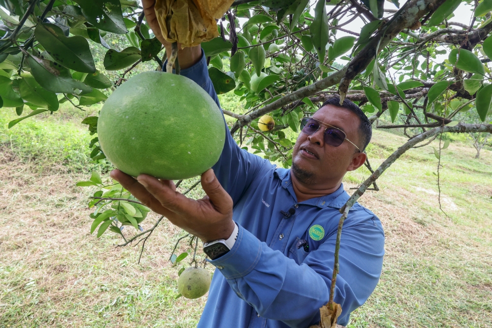 Di negara durian Malaysia, pomelo secara diam-diam menanam akar