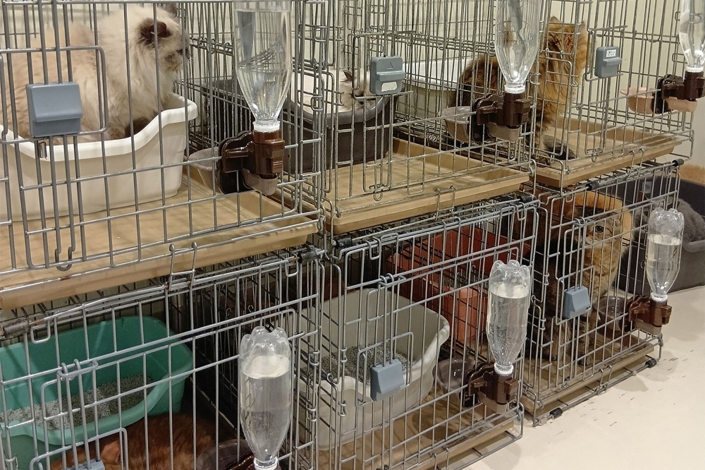 All paws accounted for: 25 cats rescued from Japan mall gutted by quake-triggered explosion