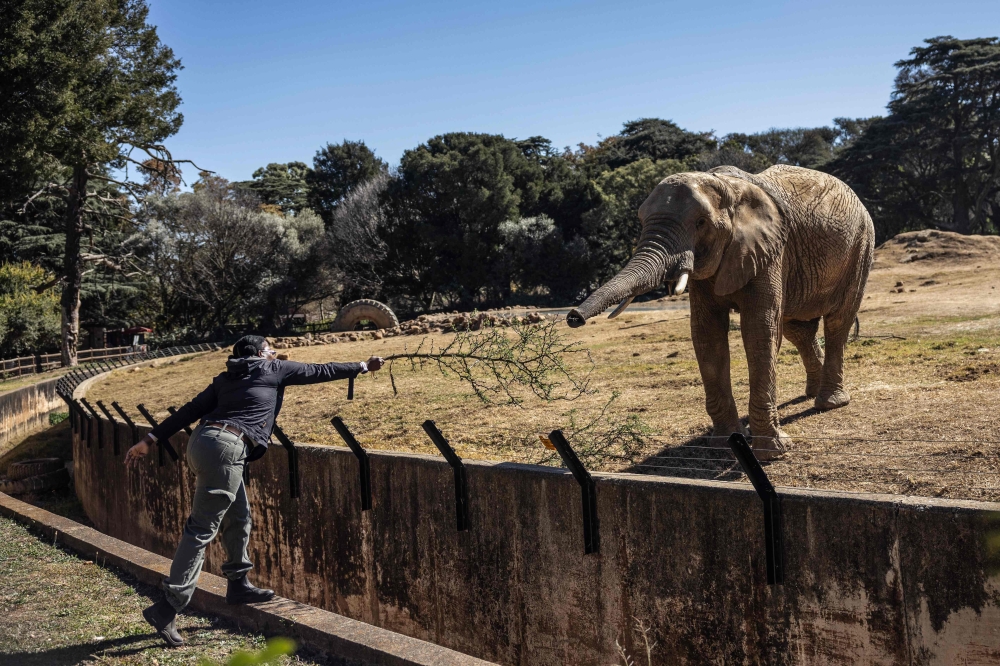 In South Africa, a court case tests the future of elephants in zoos