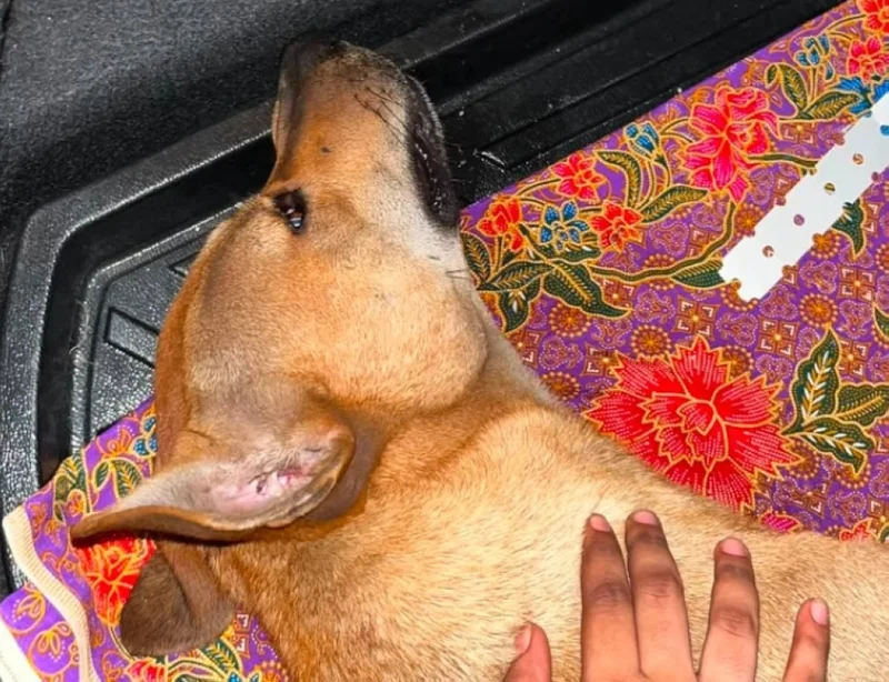 セランゴールで犬の虐待事件を調査中
