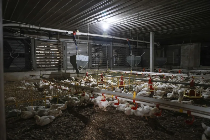 養鶏農家、氷とファンでエルニーニョの暑さ対策