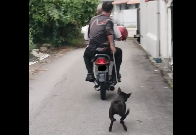 ペナンDVS、バイクで犬引きずり事件を調査