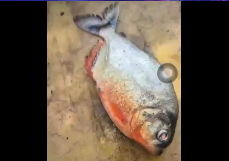 クラウダムで謎の魚、パハンでピラニアの疑い