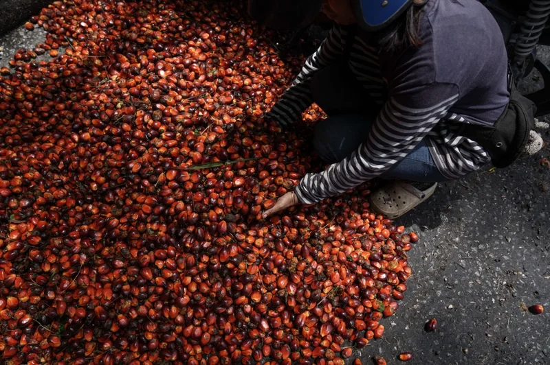 Budget 2027: What RM425m for plantations and commodities means for Malaysians