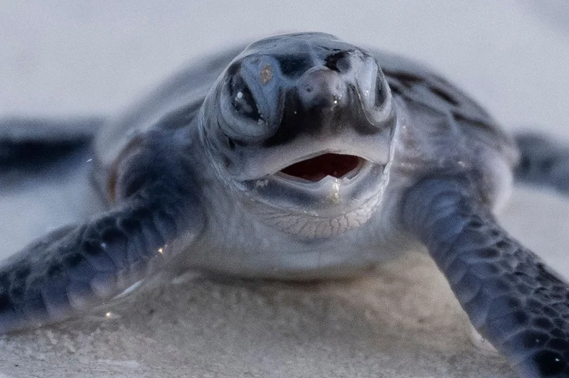 Palm‑sized hatchlings, big win: Malaysia’s green turtles defy global wildlife decline