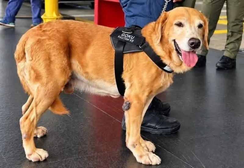 KLIAが麻薬探知犬部隊を導入、密輸対策を強化
