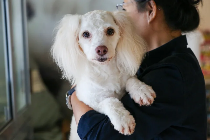 Budget 2027: How much could pet owners save under the new pet tax relief?