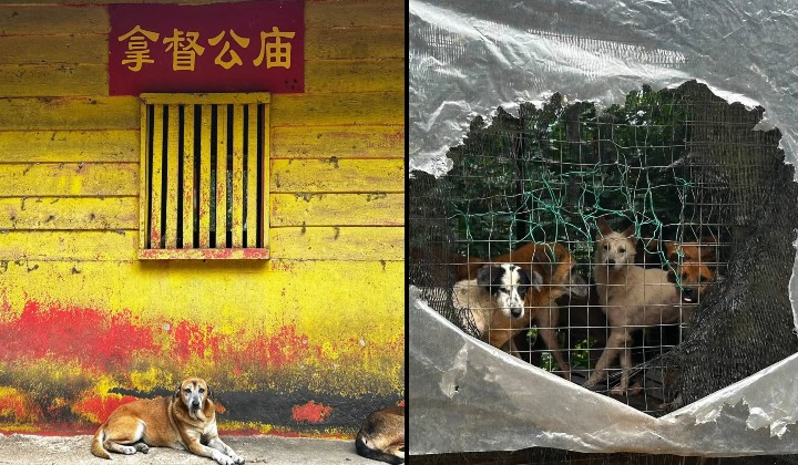 The Dogs Of Route 59: A Datuk Kong Shrine, A Federal Road, And A Shelter 'Nobody' Built
