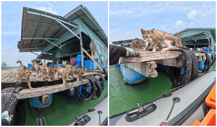 Fisherman Discovers Starving Cats On Abandoned Floating Structure In Pulau Ketam