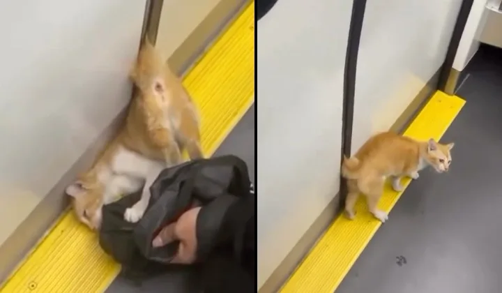 Kucing Terjebak Dalam Kereta Api Bergerak Di Jakarta, Orang Malaysia Beri Pendapat Mengenai Tindakan Yang Tidak Diambil