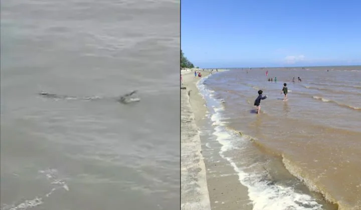 Crocodile Spotted In Bagan Lalang Beach, Public Advised To Stay Away