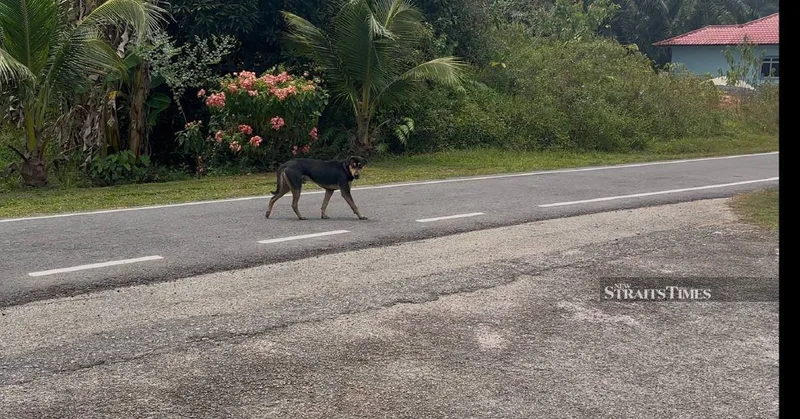 カランタン当局、男児襲撃現場付近で野犬36匹捕獲