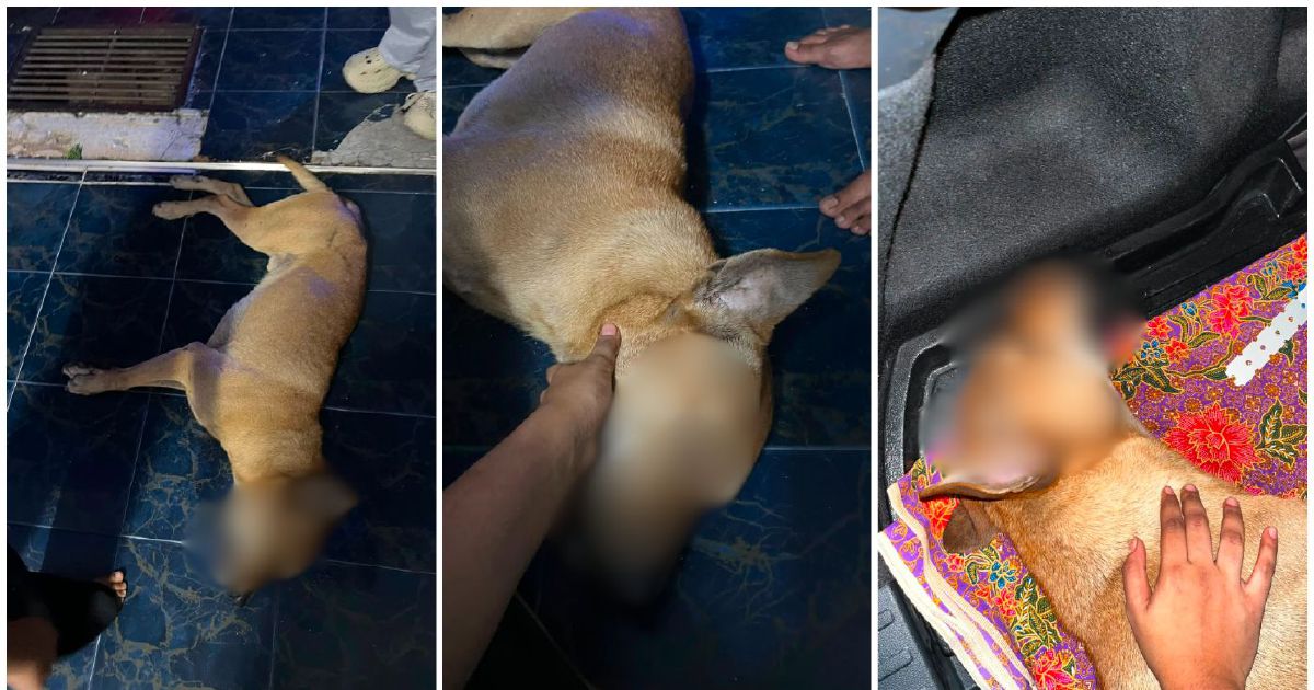 Local councils must review dog-catching procedures