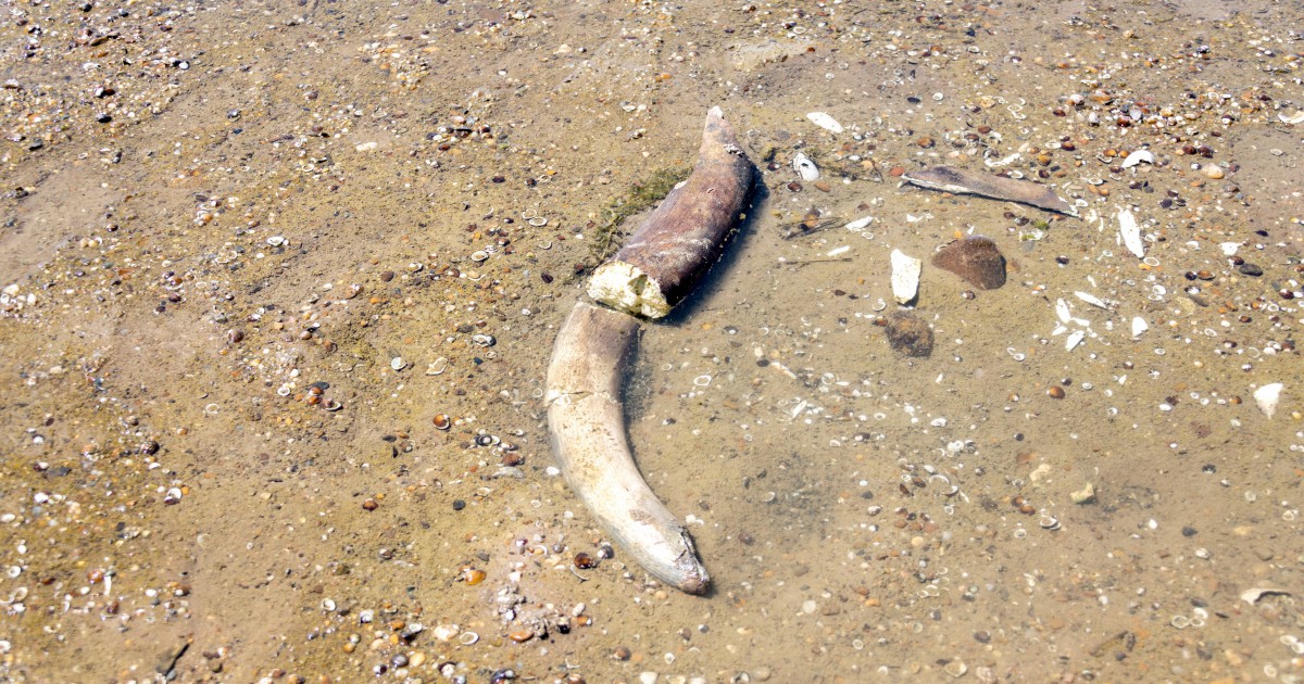 Mammoth remains revealed in Bulgaria after Danube water levels hit record low