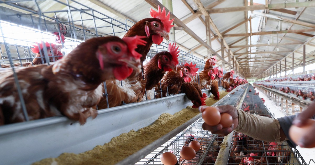'This is all we know': Farmer fears 40-year-old poultry business may end